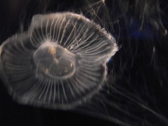大阪　海遊館 jellyfish　20100411