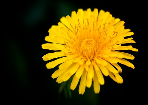 フリー写真素材|花・植物|キク科|タンポポ|黄色の花|