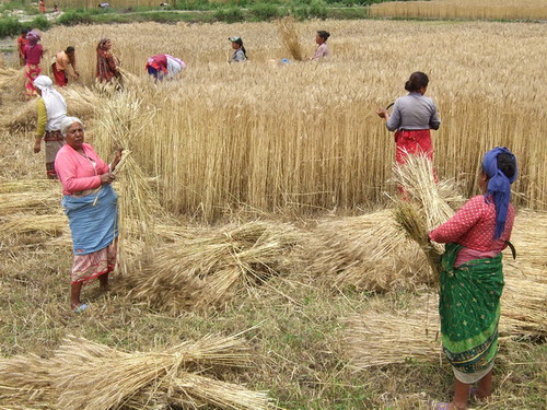 Nepali women working, men strinking, May 2010.