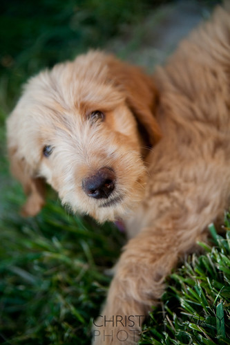 cute goldendoodle puppy. Cute Goldendoodle puppy