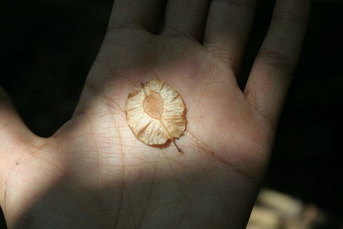 elm tree seeds. Seed of the Indian elm tree(