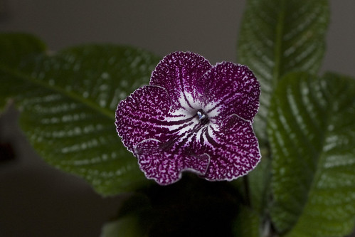 Streptocarpus 'Purple Pepper'