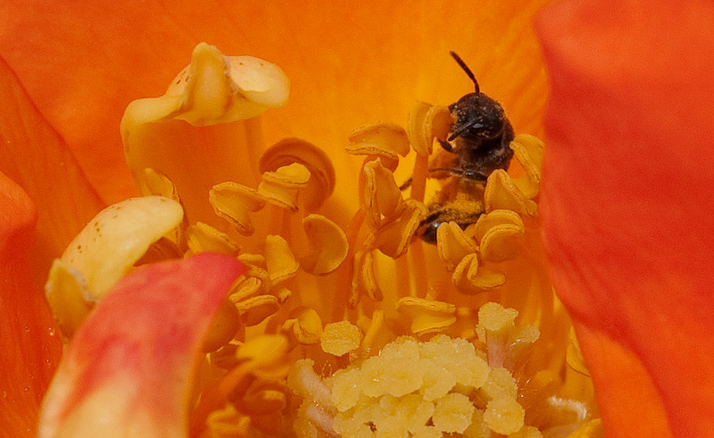Feasting Bee