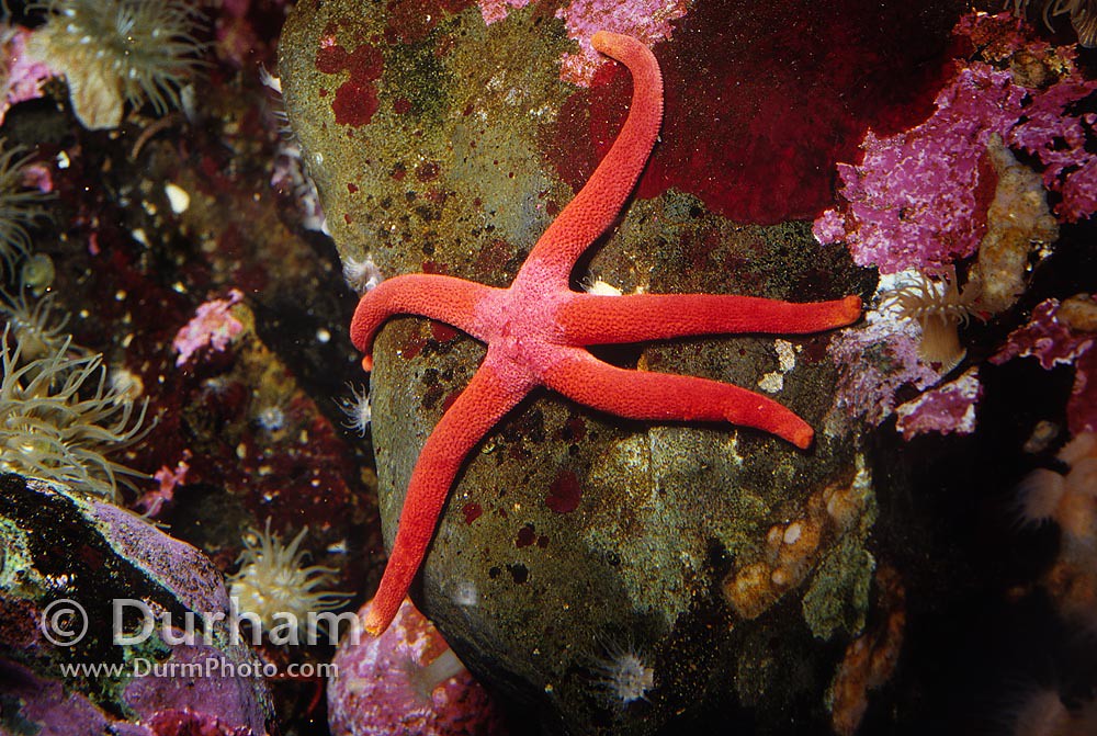 Blood Star Sea Star (Henricia leviuscula)