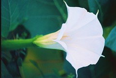 A Datura flower