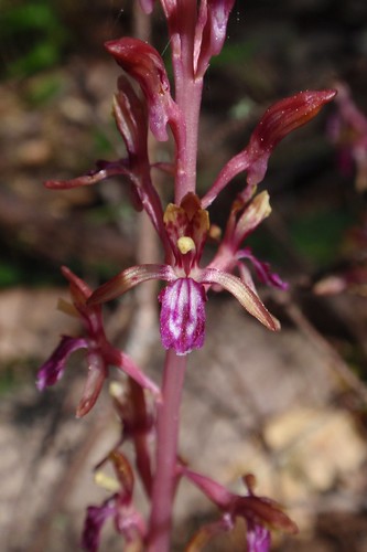Coralroot 04