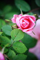 Roses: vivid (soft)