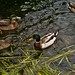 Ducks on Lake Pupuke