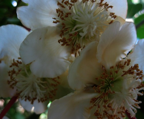 flores kiwi
