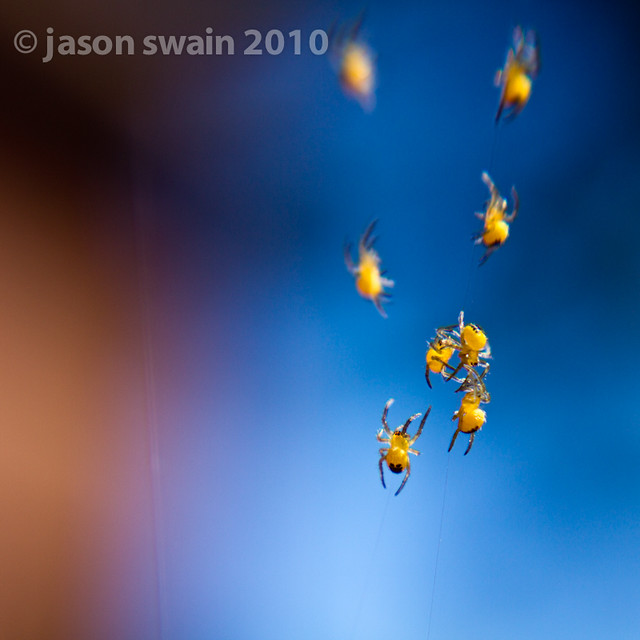 Invasion of the HBW lensbaby bokeh spiderlings by s0ulsurfing