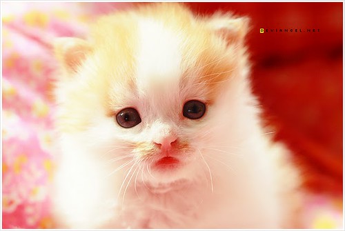 Cute Ginger And White Kittens. cute ginger and white kitten