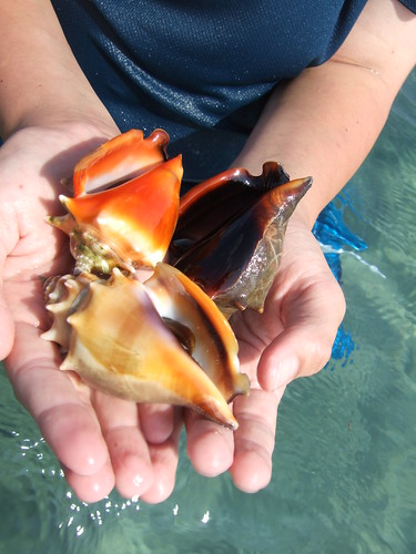 Fighting Conchs