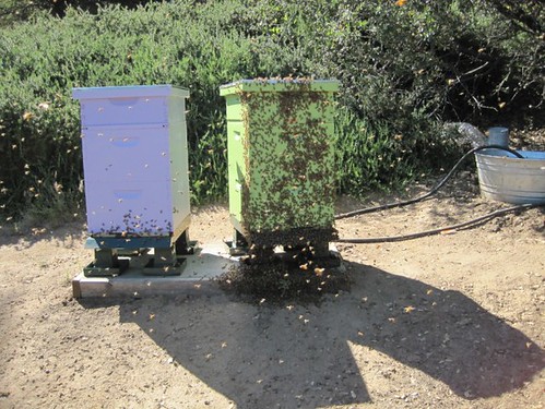 beekeeping 259 (650 x 488)