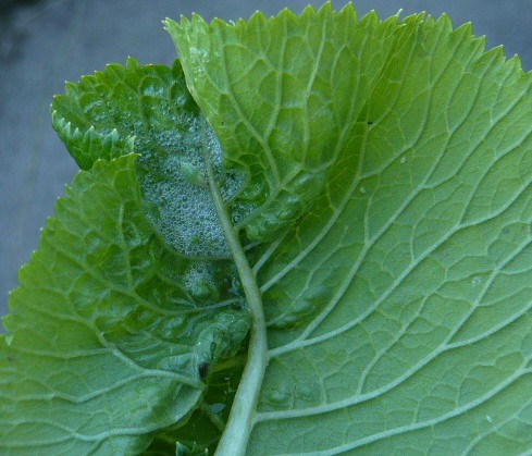 Grub on leaf