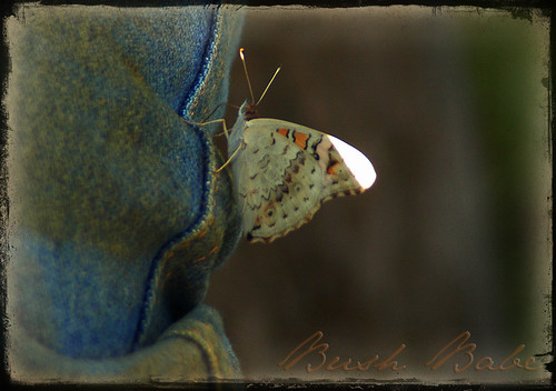 butterfly on jeans BB