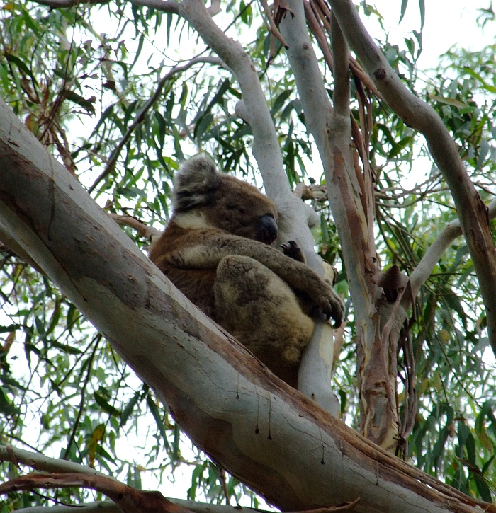 another tired koala