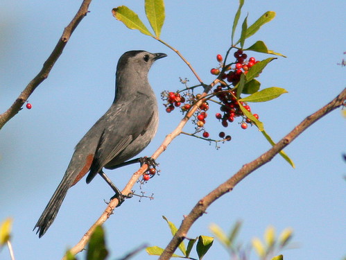 Gray Catbird 20100118
