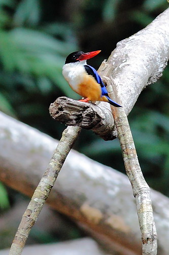 Kingfisher, Lata Berkoh