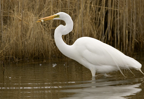 Photo of the Week - Great Egret at Chincoteague National Wildlife Refuge