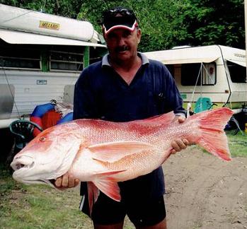 Red Emperor Fish from Queensland Australia