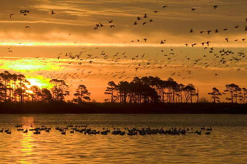 Photo of the Week - Sunrise at Chincoteague National Wildlife Refuge (VA)