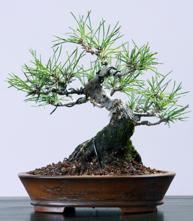 Black Pine repotted