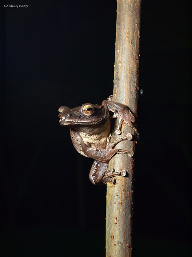 白頜樹蛙 Polypedates megacephalus