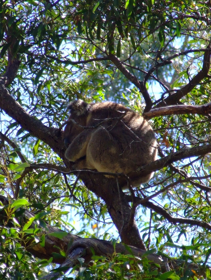 very cute koala