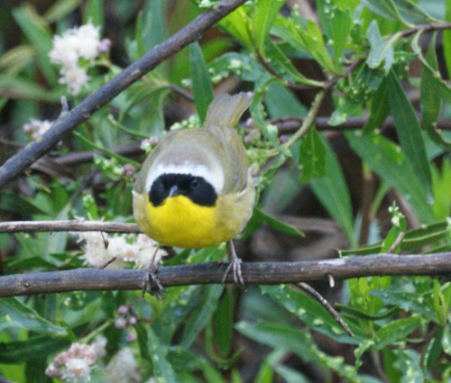 Common Yellowthroat: San Joaquin Wildlife Sanctuary