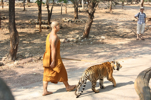 Taking the tiger for a walk