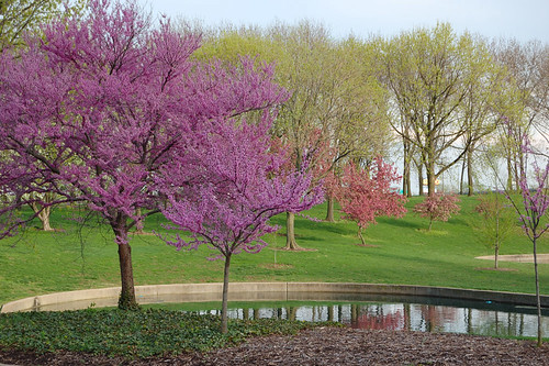 Trees in the bloom, at the Gateway Arch, in Saint Louis, Missouri, USA