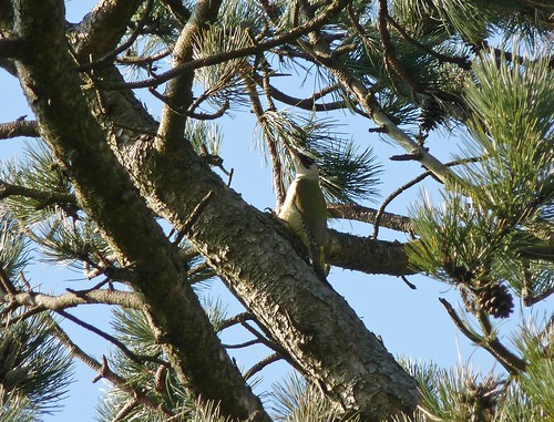 12236 - Green Woodpecker, Pontarddulais