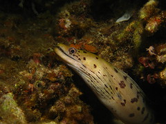 Reticulated Moray