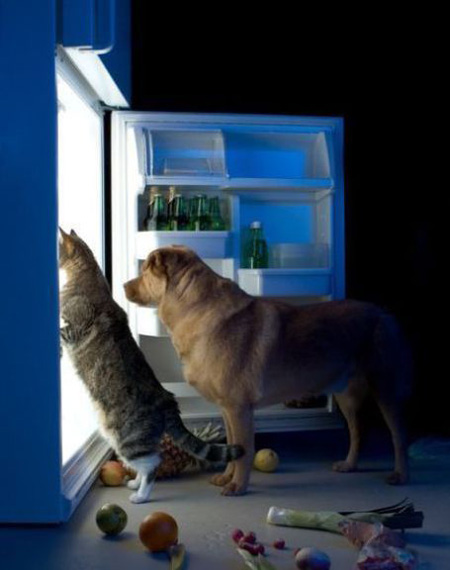 Dog and Cat raiding the fridge for snacks