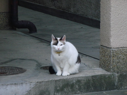 Today's Cat@2010-05-01