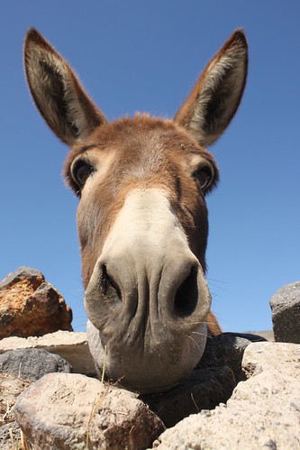Santorini's donkey ©  Klearchos Kapoutsis