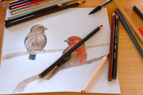 working on house finches