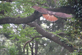 Arnold Arboretum, 18 May 2010: Red-tailed hawk flying to a branch at Bussey Hill