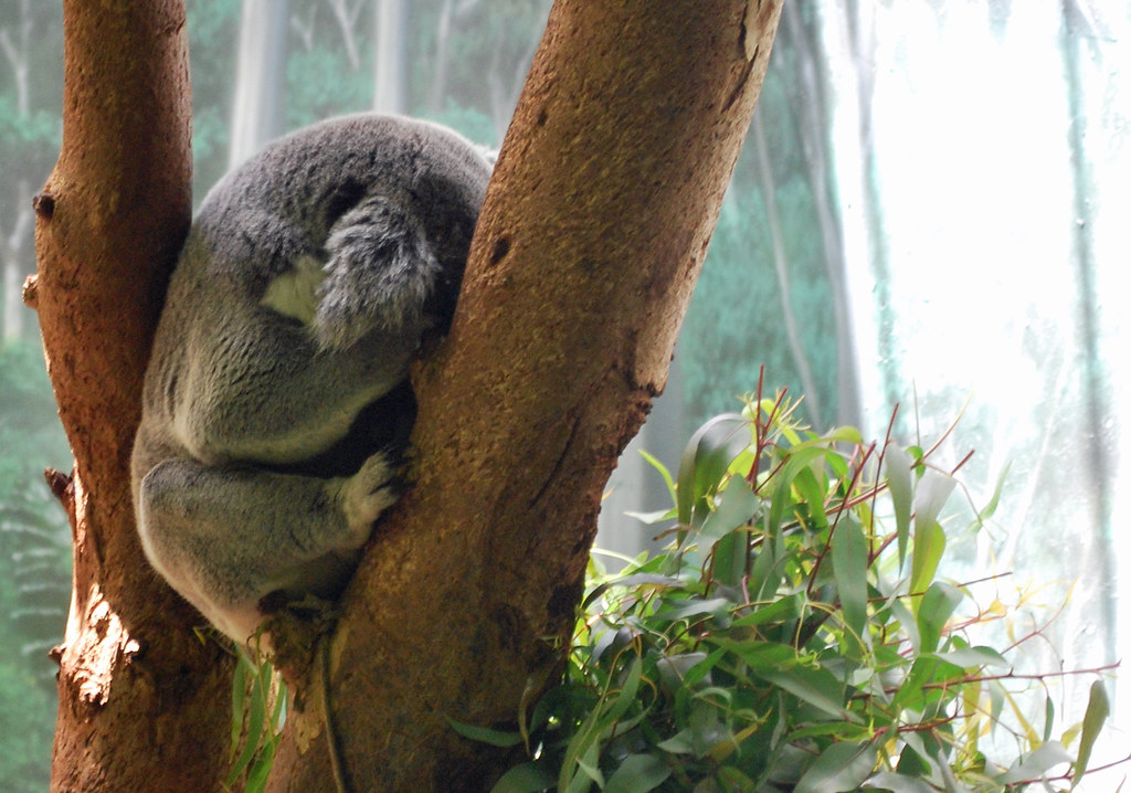 Zoo Aus Koala Shy