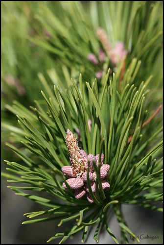 table mountain pine. Table Mountain Pine (Pinus pungens)