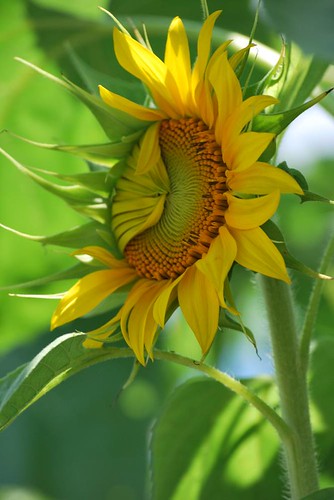 sunflower maze5