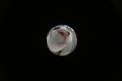 ラムネビー玉レンズで撮った三毛猫