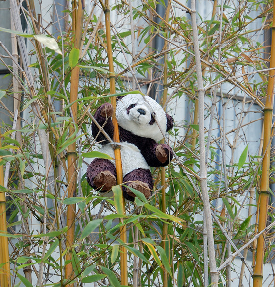 bear-in-bamboo.jpg