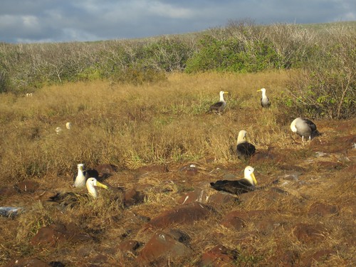 Nesting and breeding albatross