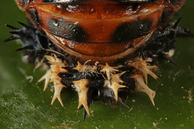 Multicolored Asian Lady Beetle (Harmonia axyridis) pupae