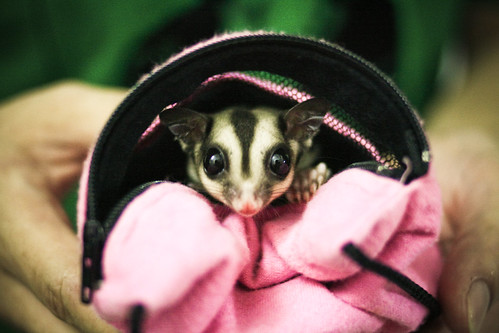 Bibi in his Pouch
