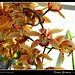 Orquideas - Orchideas 02