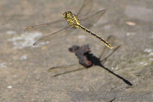 Yellow Dragonfly hovering