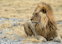 Male Lion, Central Kalahari Botswana
