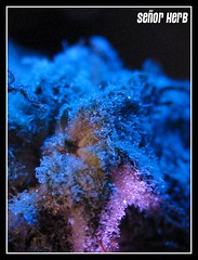 seenyourherb has added a photo to the pool: